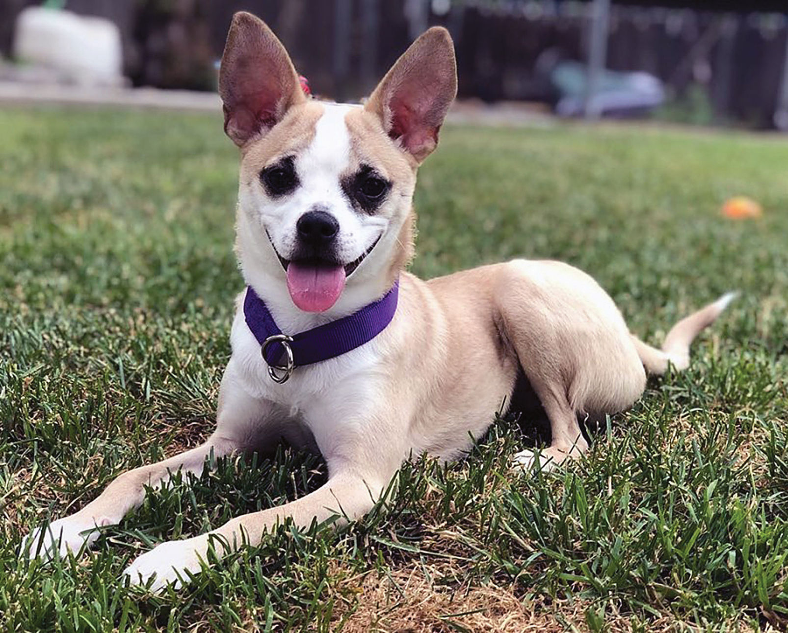 Chandler at Animal Rescue of Tracy